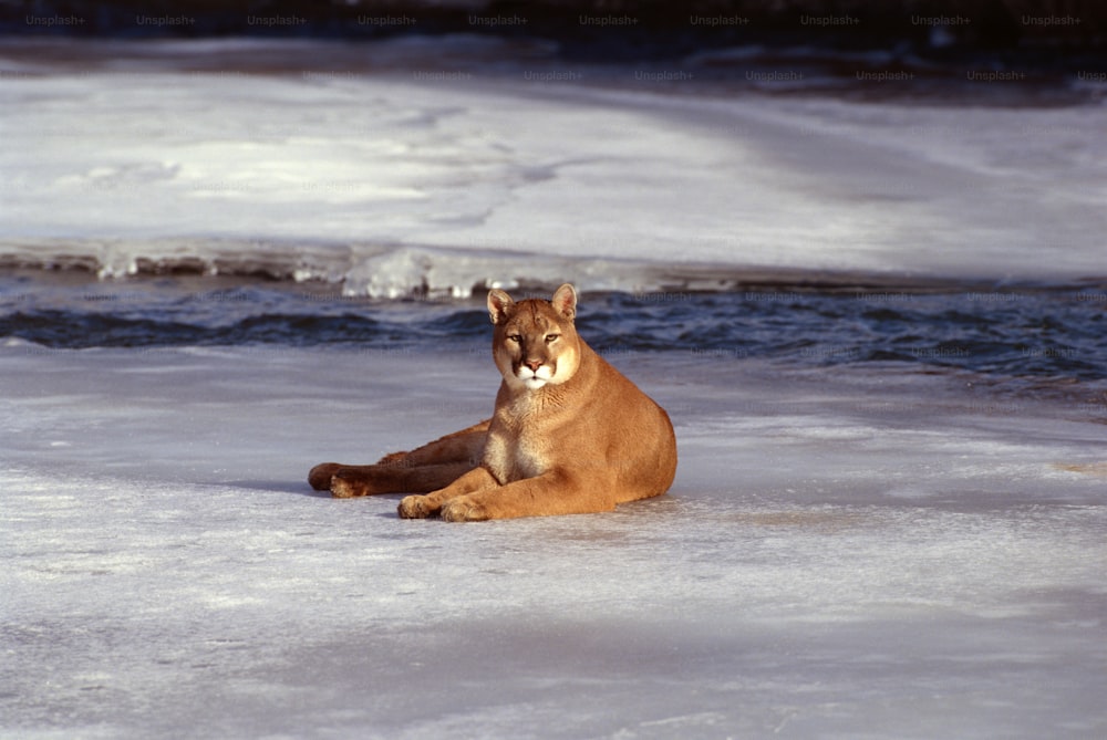 a cat is sitting in the snow by the water