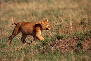 a lion cub walking through a grassy field