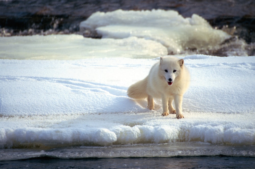 Um urso polar está de pé no gelo