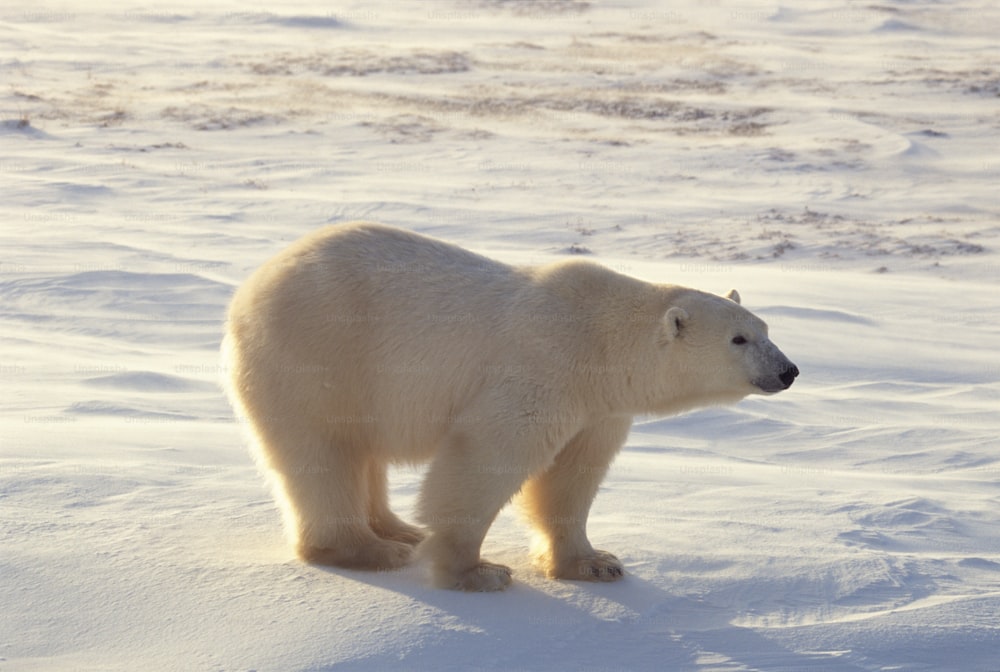 Un ours polaire marchant dans un champ enneigé