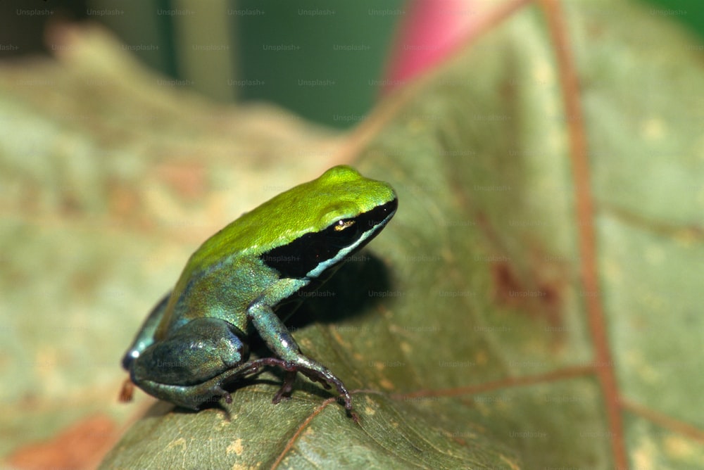 a green and black frog sitting on a leaf