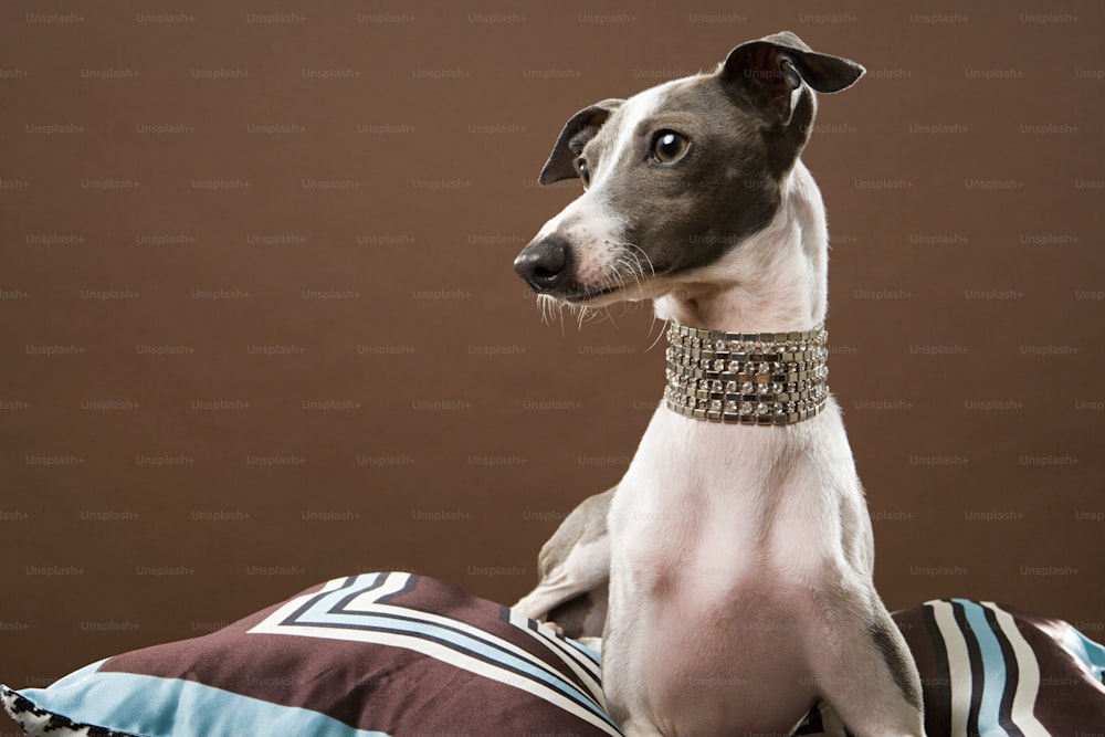 a brown and white dog sitting on top of a pillow