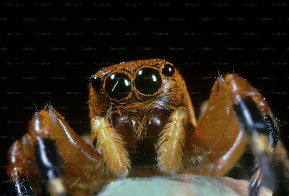 a close up of a spider on a black background