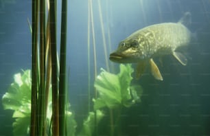 Un poisson nage dans un étang d’eau