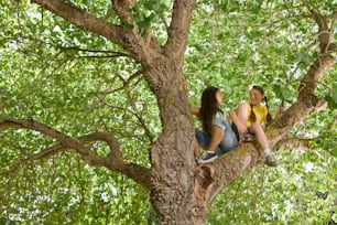 나무에 앉아 서로 이야기하는 두 소녀