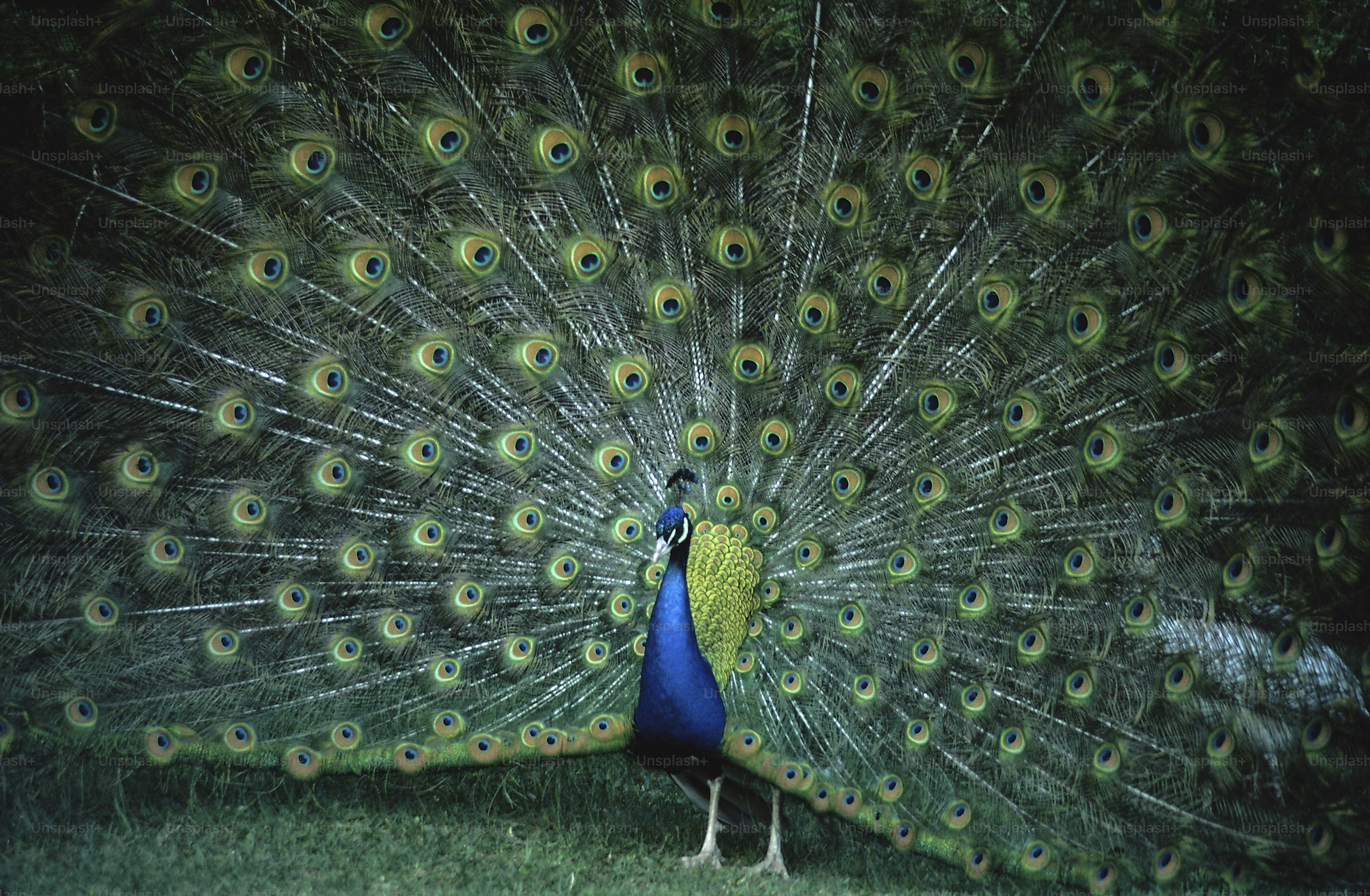 Peacock