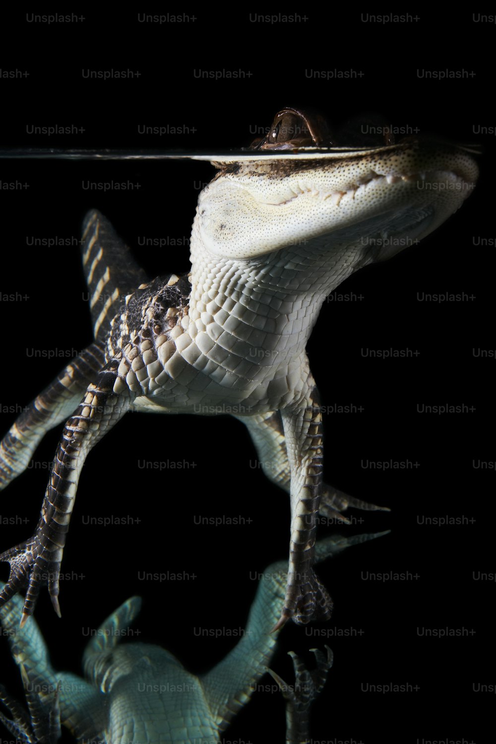 un grand alligator debout au-dessus d’un plan d’eau