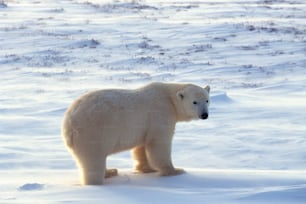 a polar bear is standing in the snow