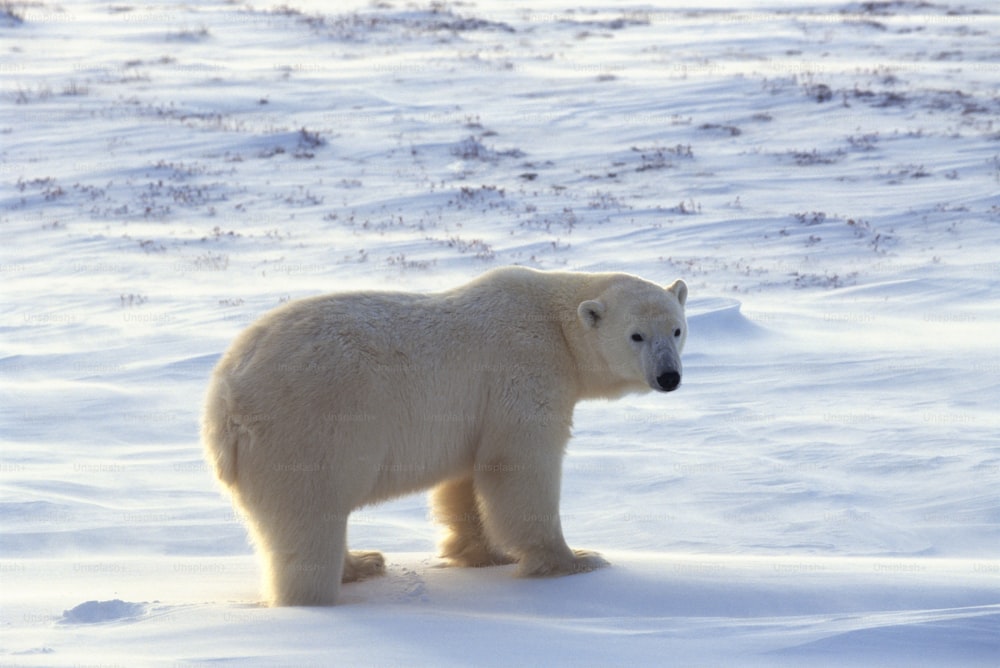 Un orso polare è in piedi nella neve