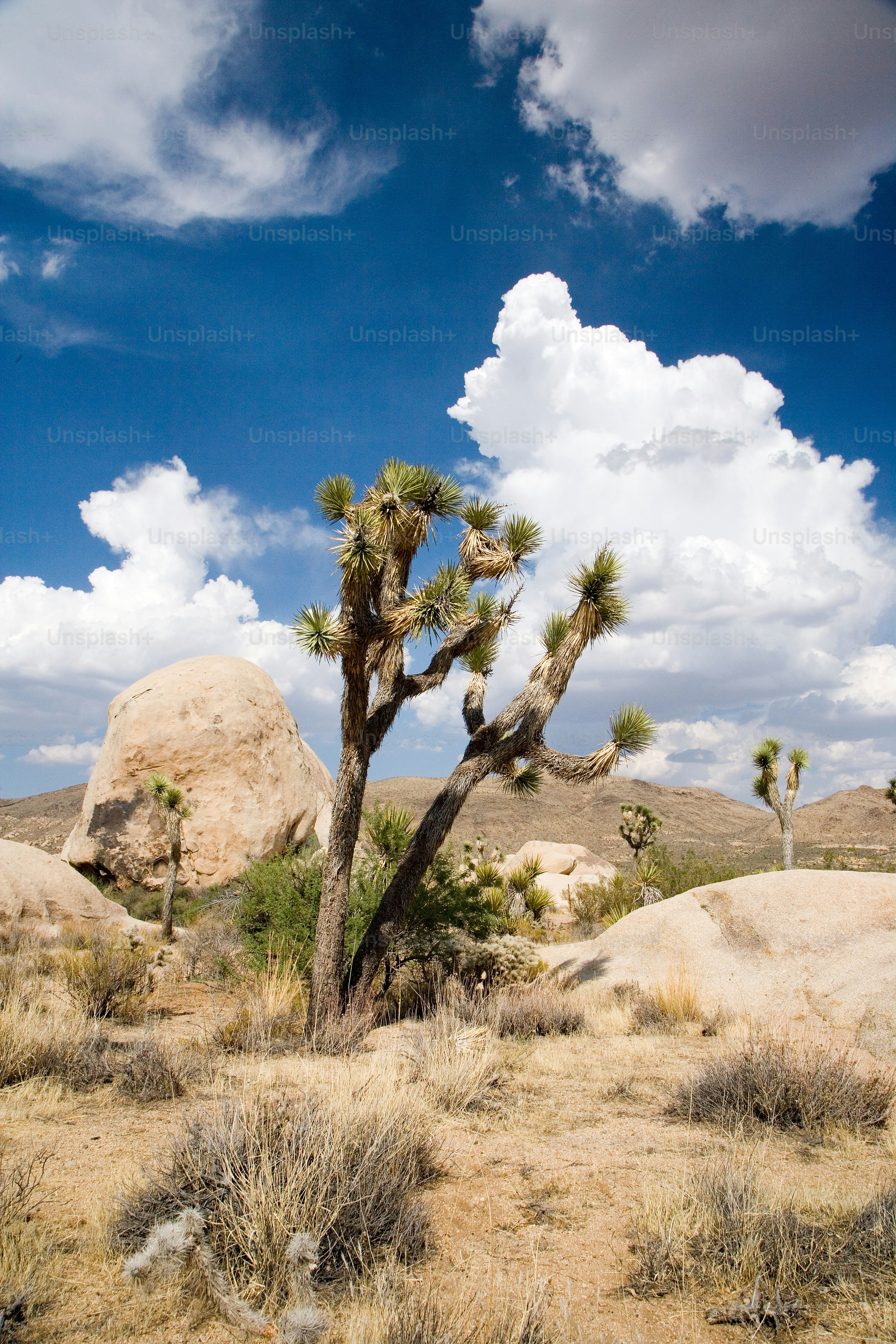 Un árbol de Josué en medio de un desierto