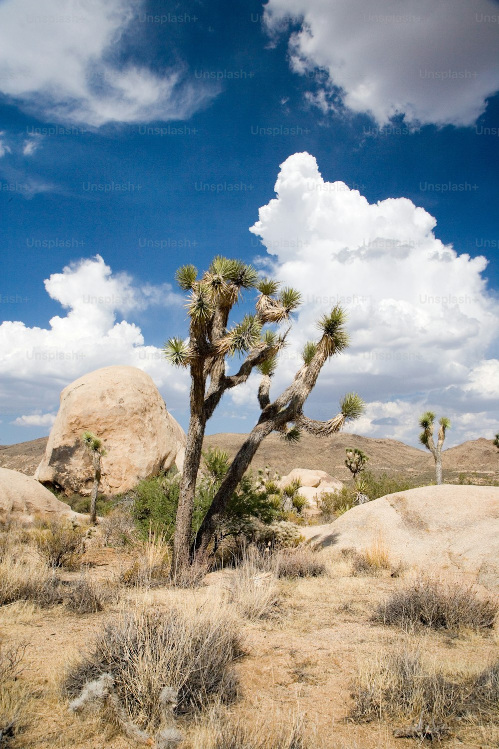 a joshua tree in the middle of a desert