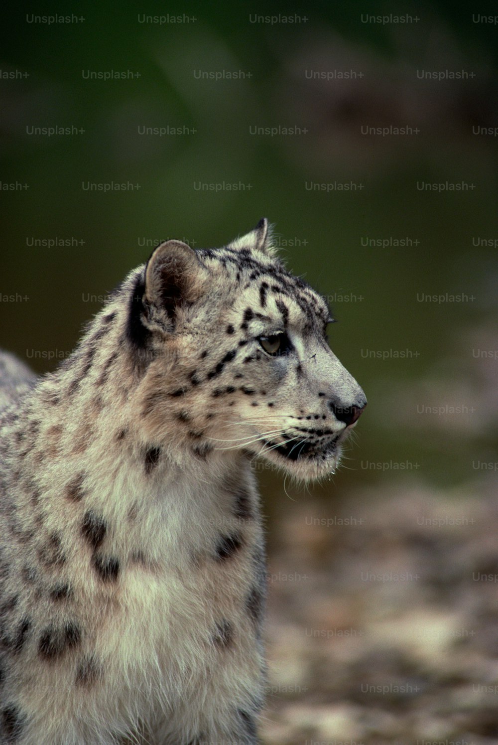 a close up of a snow leopard with a blurry background