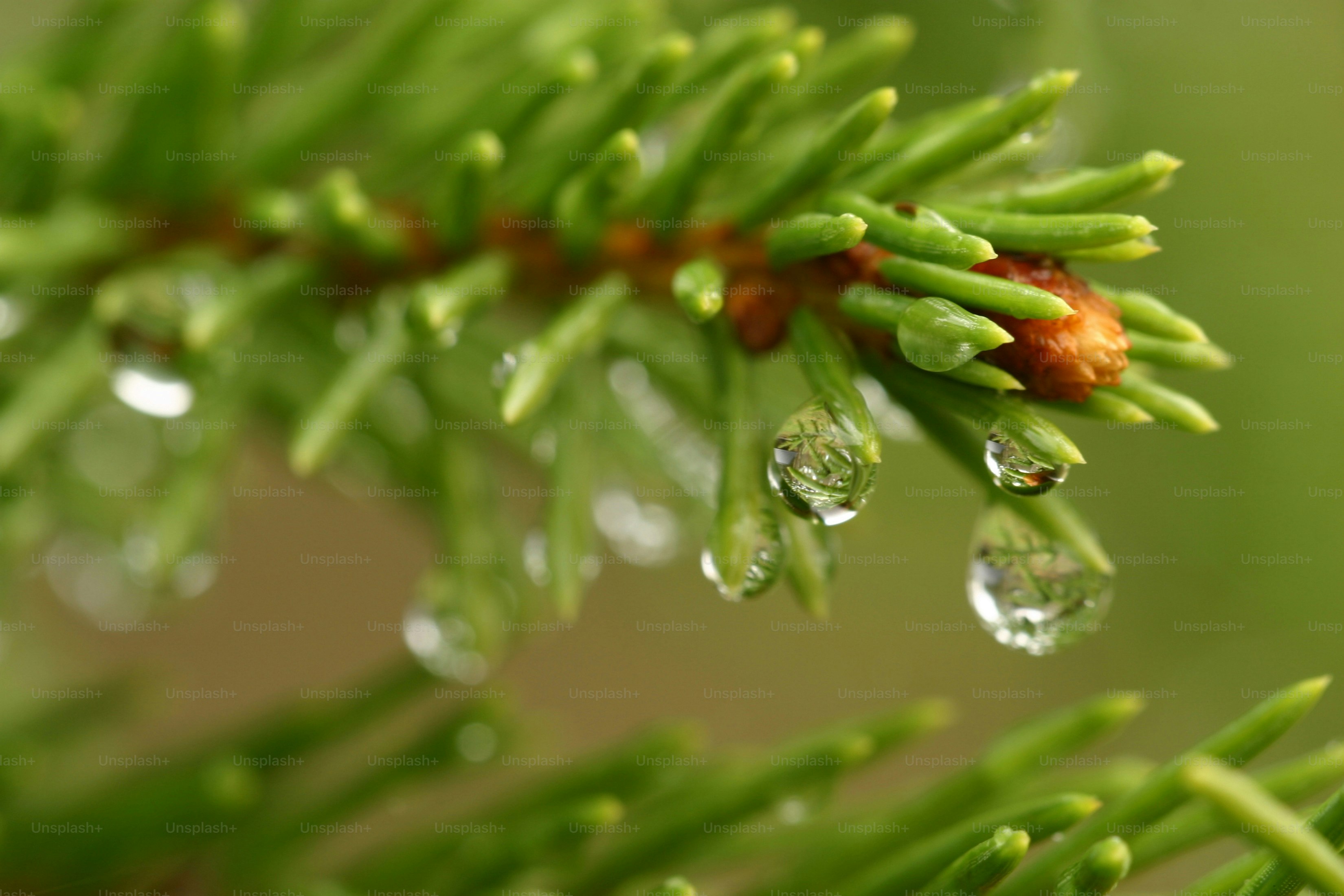 a pine tree branch with drops of water on it