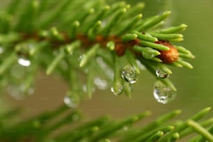 ein Kiefernzweig mit Wassertropfen darauf