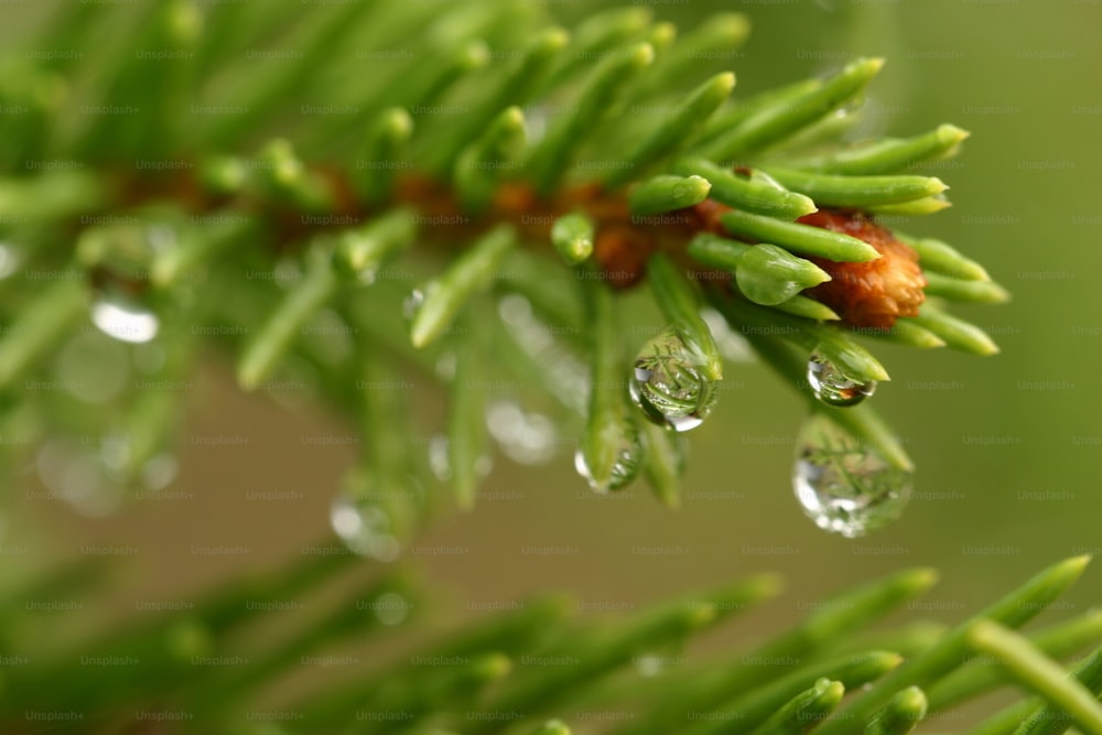 a pine tree branch with drops of water on it