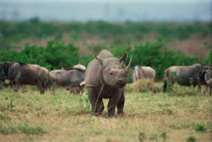 a rhinoceros and other animals in a field