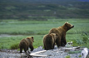 three brown bears standing on a rocky hillside