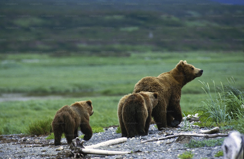 three brown bears standing on a rocky hillside