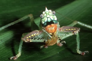 a close up of a bug on a leaf