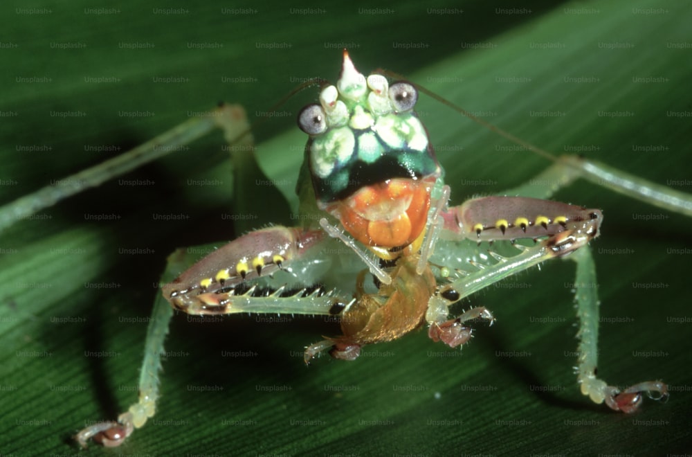 Nahaufnahme eines Käfers auf einem Blatt