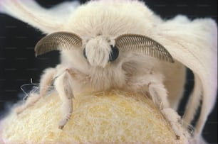 a close up of a bug on a ball of yarn