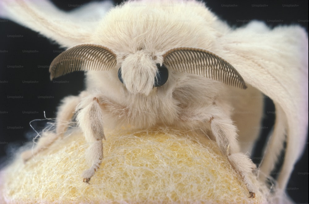 Gros plan d’un insecte sur une pelote de laine