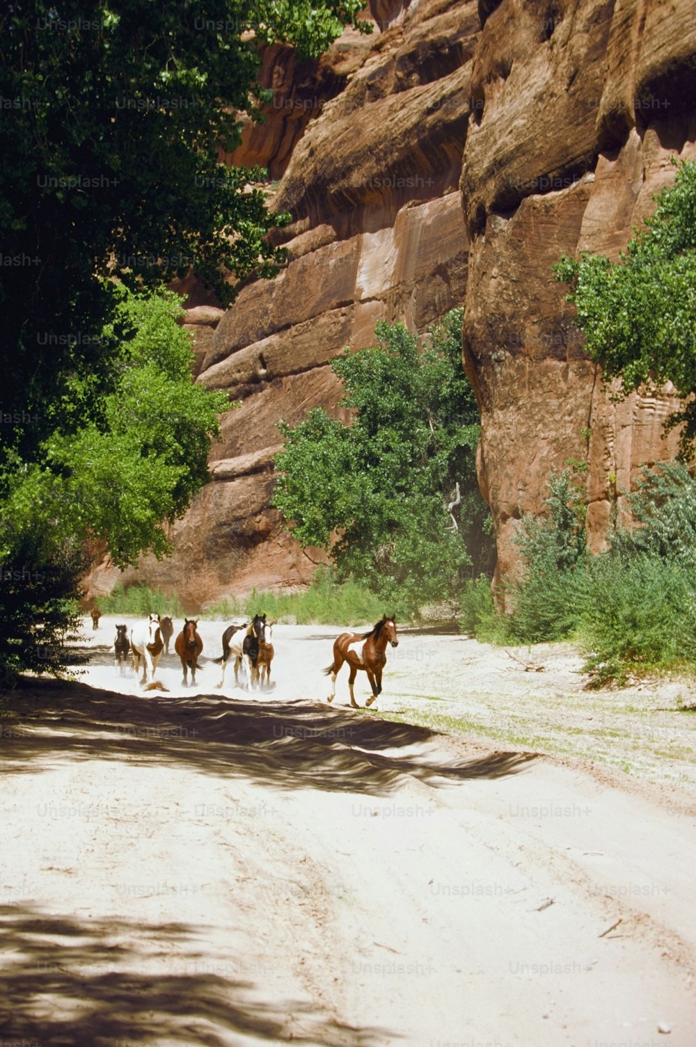 a group of horses walking down a dirt road