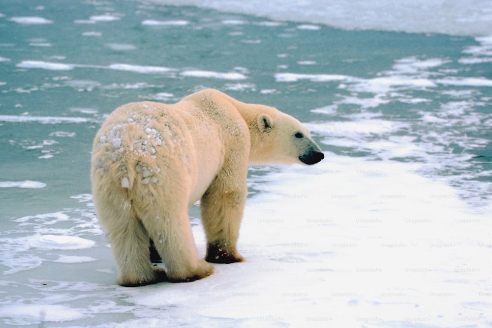 a polar bear standing on the ice in the water