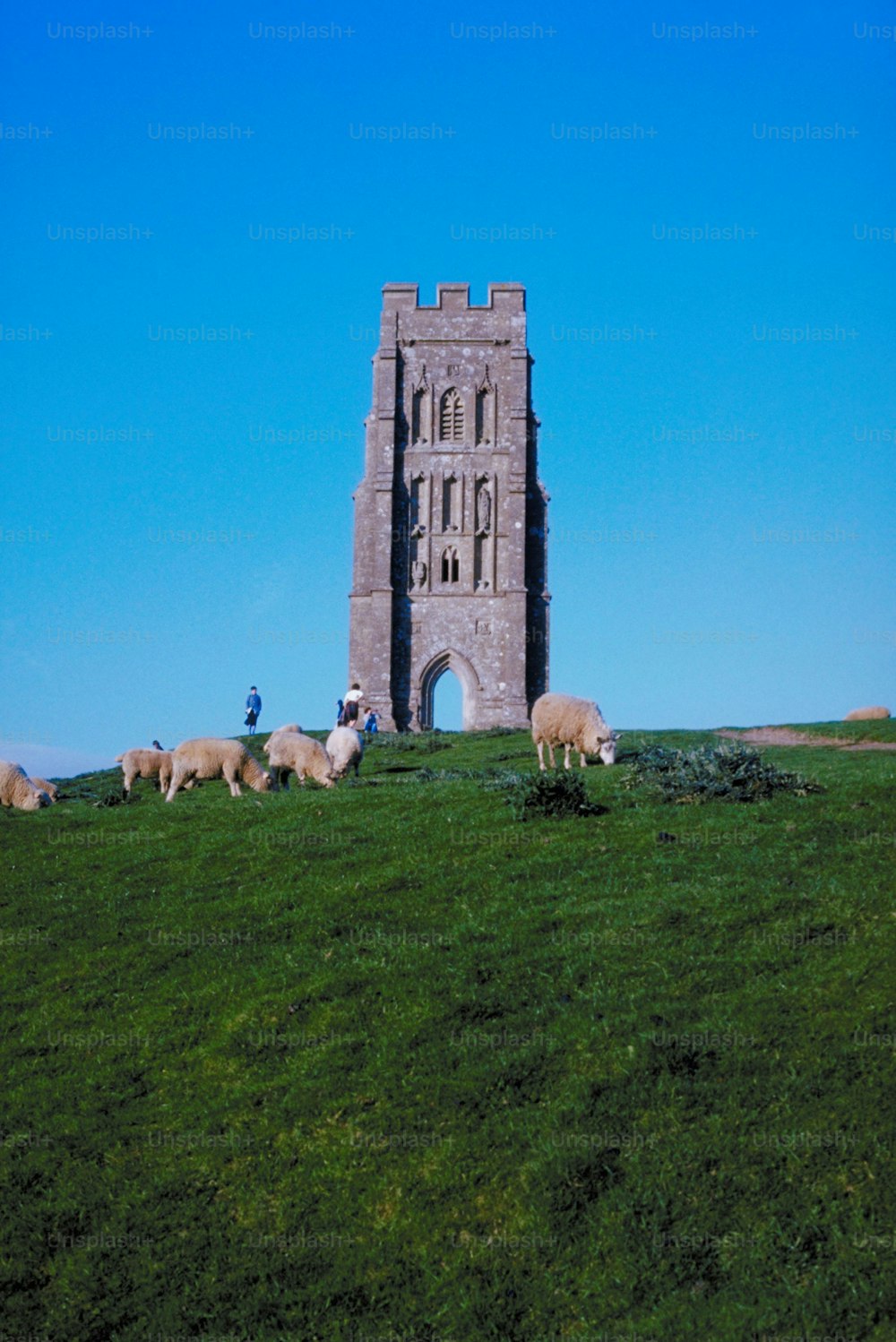 a herd of sheep grazing on top of a lush green field