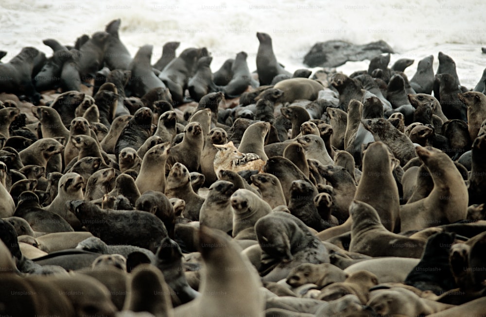 Un grande gruppo di leoni marini sulla spiaggia