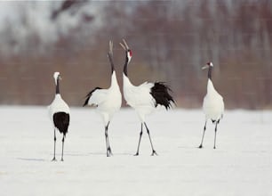 um grupo de pássaros em pé na neve