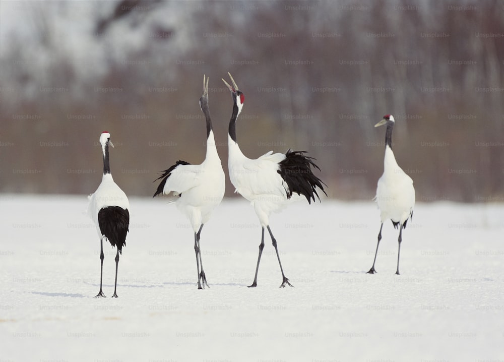 a group of birds standing in the snow