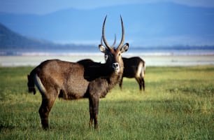 a couple of animals that are standing in the grass