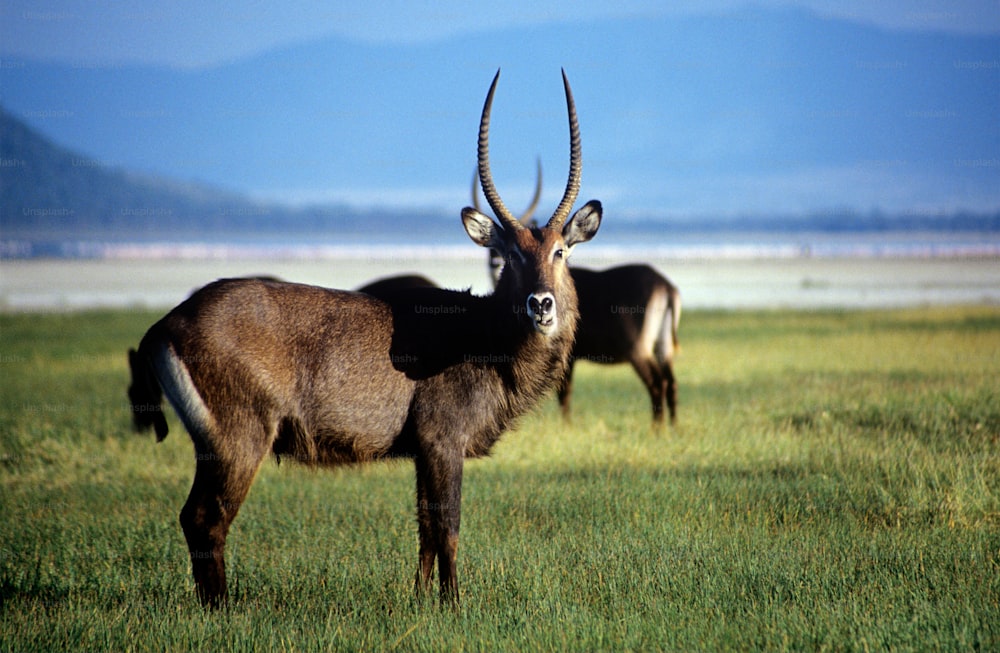 a couple of animals that are standing in the grass