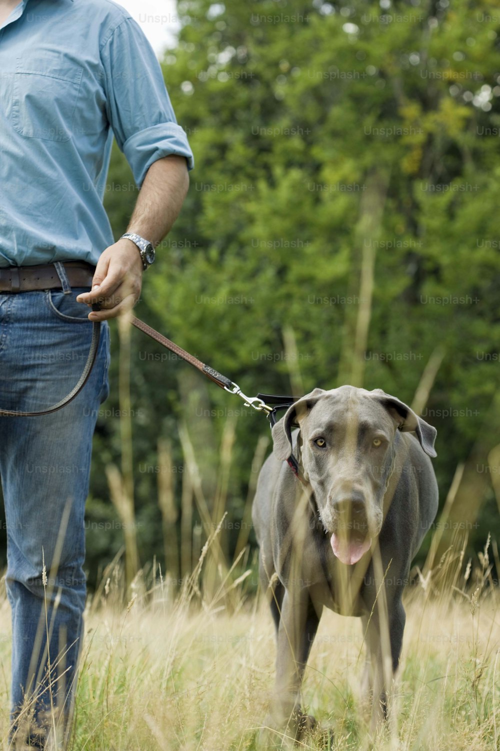 a man walking a dog on a leash in a field