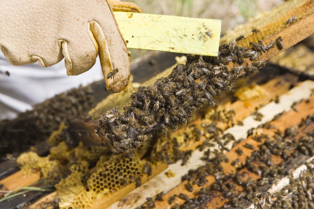 ミツバチでいっぱいの蜂の巣を検査する養蜂家