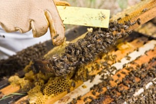 Un apicultor inspeccionando una colmena llena de abejas