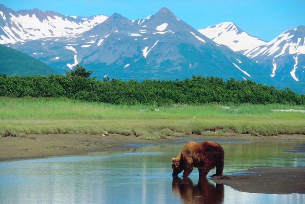 a brown bear standing on top of a river next to a lush green field