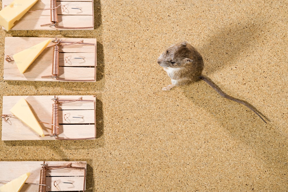 a mouse sitting on top of a mouse trap