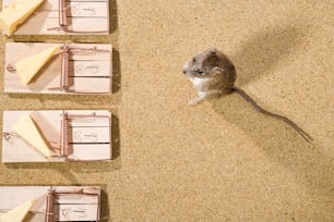 un topo seduto sopra una trappola per topi