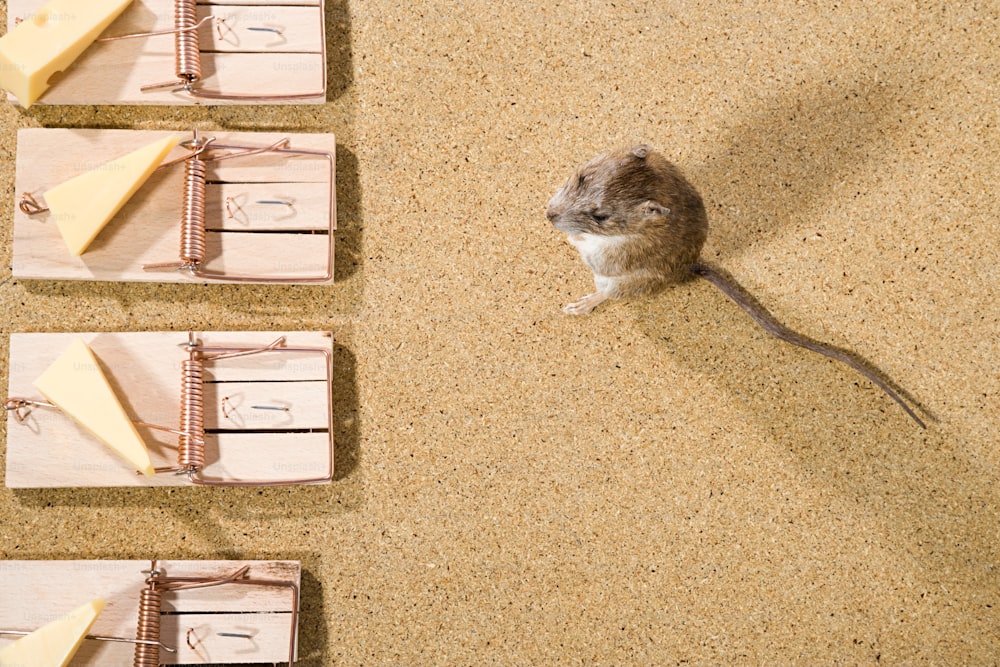 um rato sentado em cima de uma ratoeira