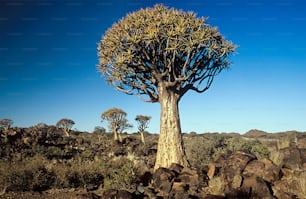 a large tree in the middle of a rocky area