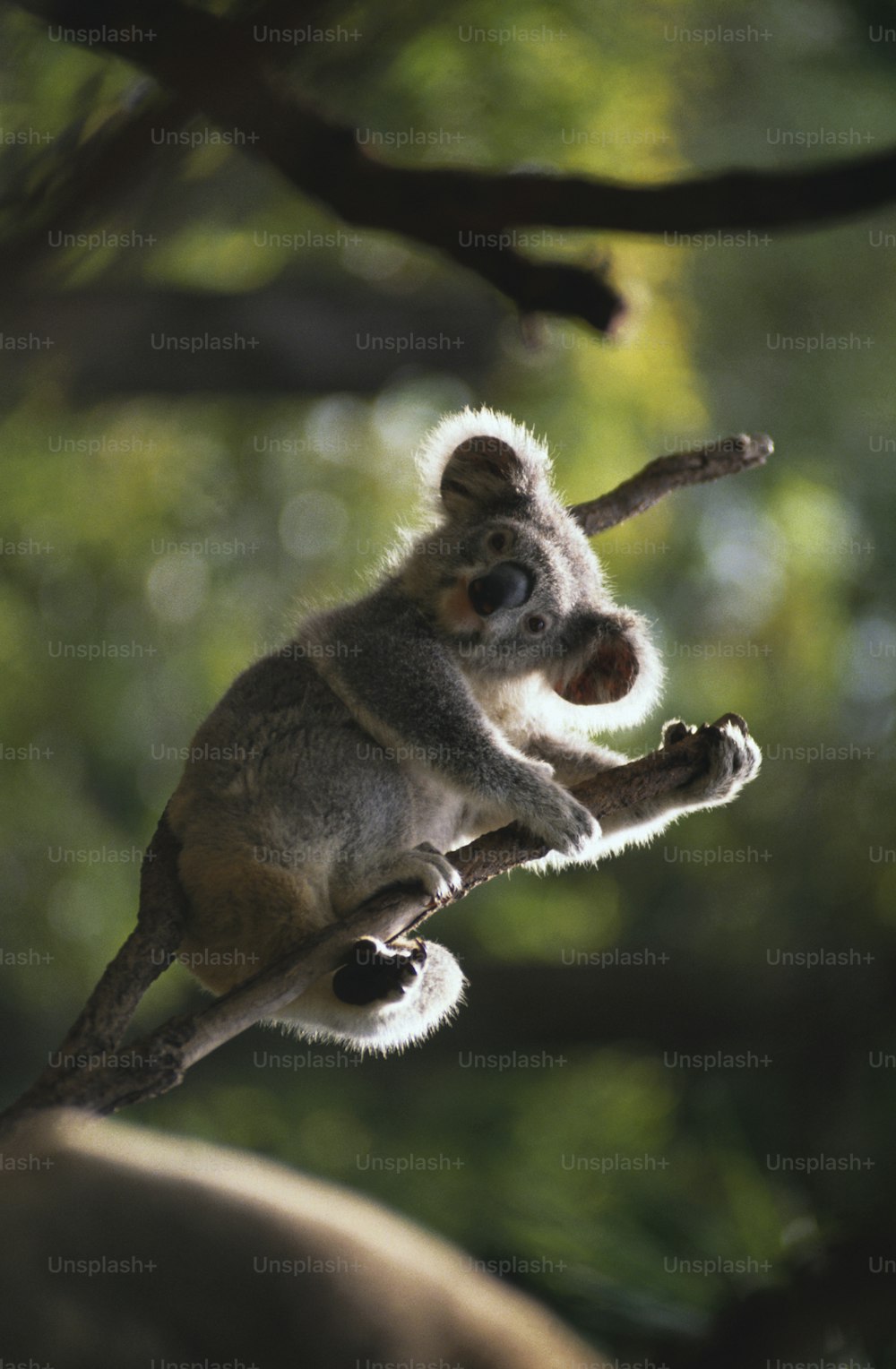 a small koala sitting on top of a tree branch