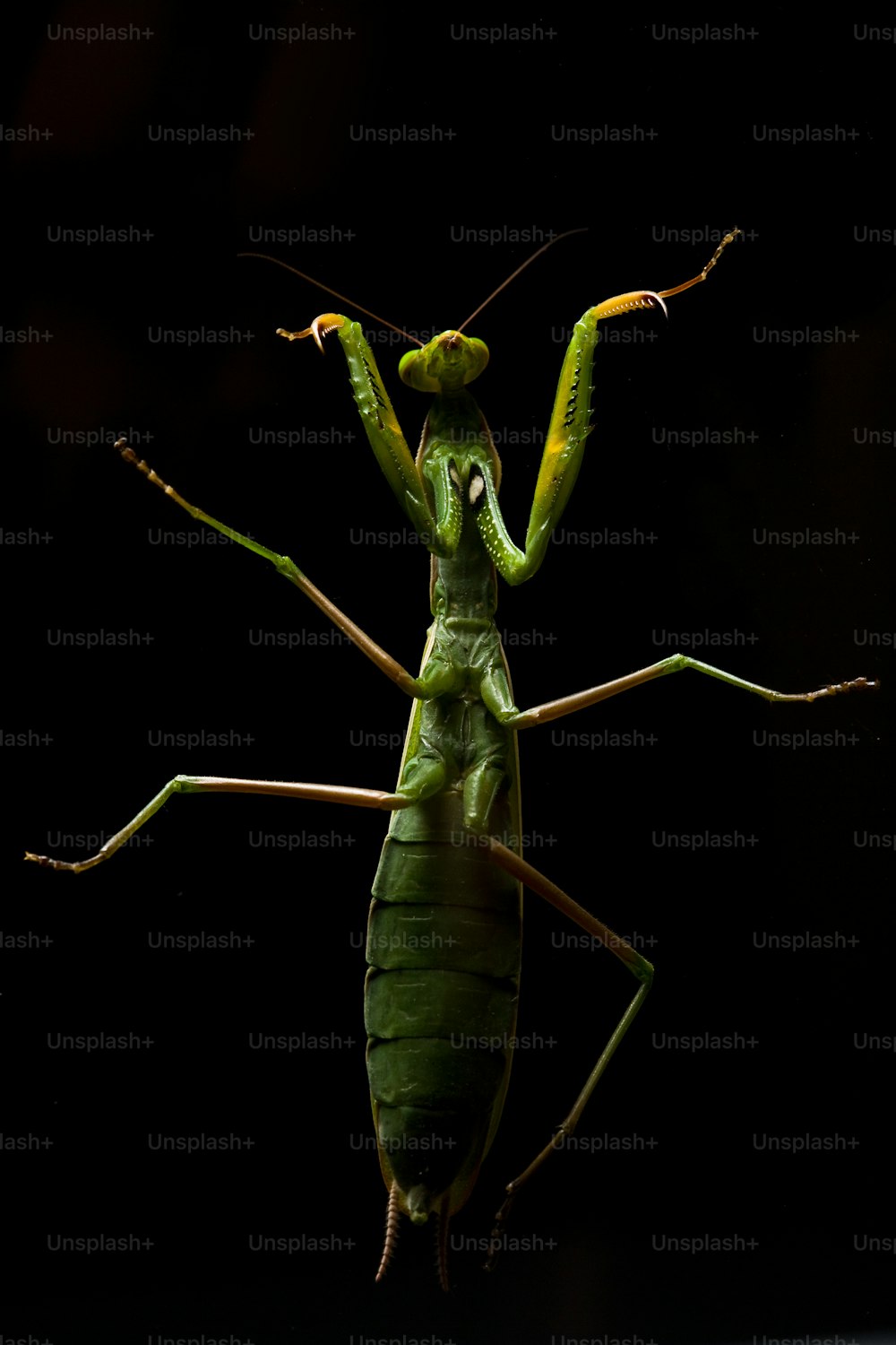 a close up of a green insect on a black background
