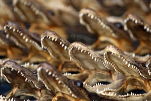 a group of alligators with their mouths open