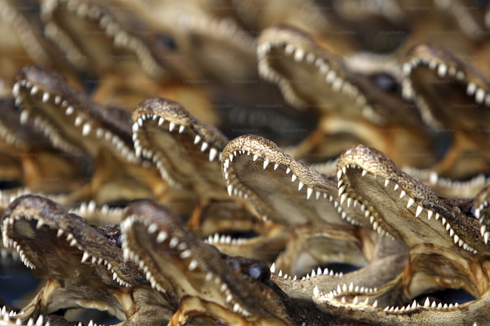 Un gruppo di alligatori con la bocca aperta