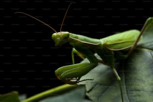 a close up of a grasshopper on a leaf