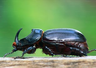 Eine Nahaufnahme von zwei Käfern auf einem Stück Holz