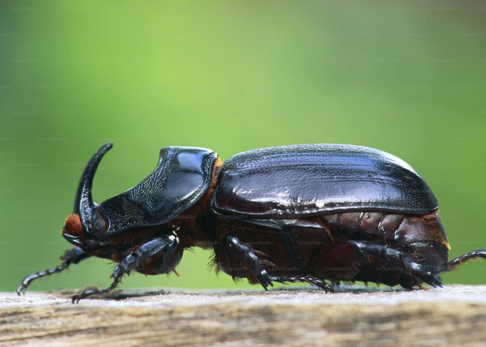 um close up de dois insetos em um pedaço de madeira