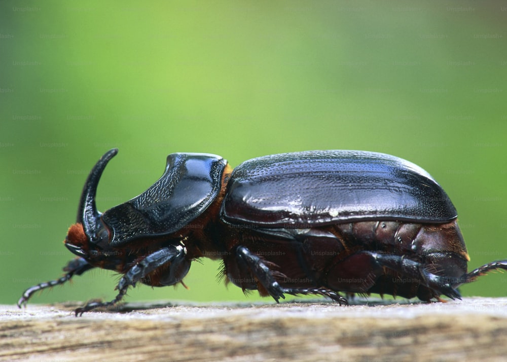 a close up of two bugs on a piece of wood